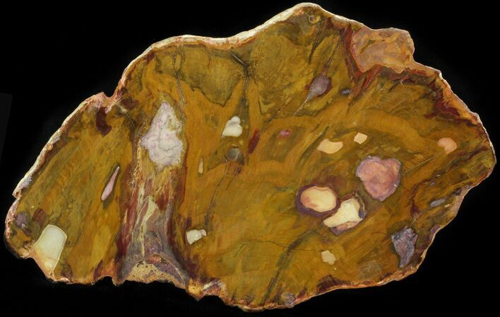 Polished, Jurassic Petrified Wood (Conifer) - Australia #41914